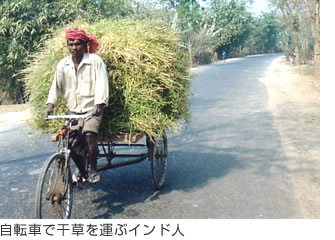 自転車で千草を運ぶインド人
